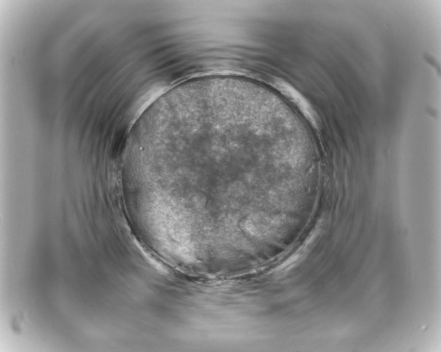 X0000098161385200805081054