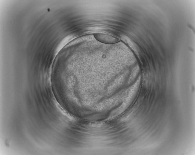 X0000098161386200805081054