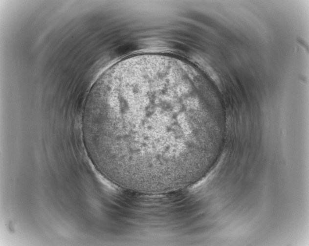 X0000098161425200805081054