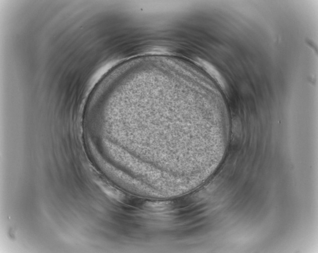 X0000098161435200805081054