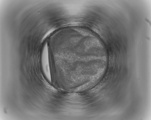 X0000098161450200805081053