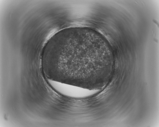 X0000098161459200805081053