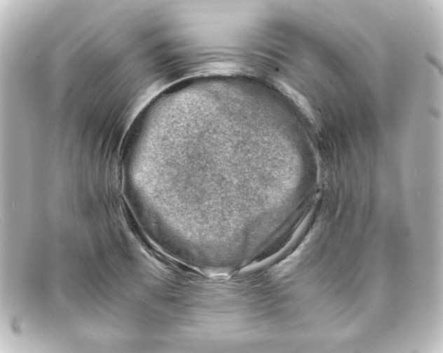X0000098161473200805081053