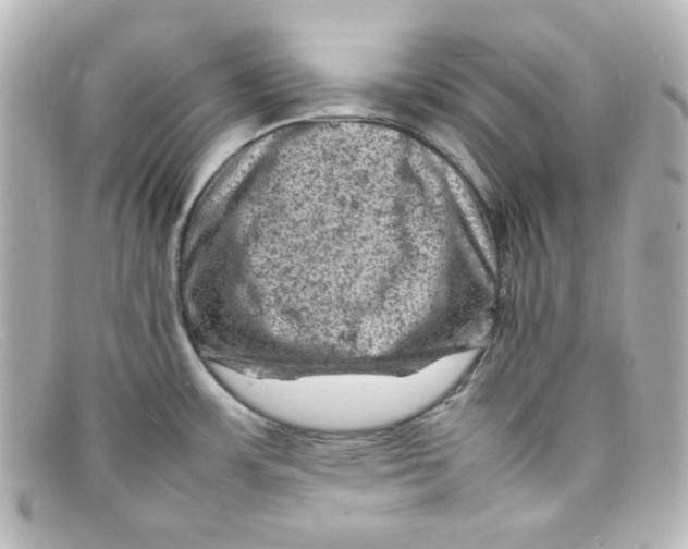 X0000098161483200805081053