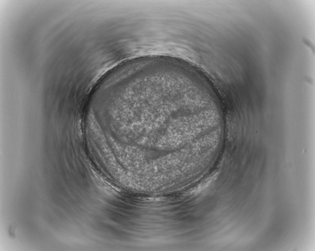 X0000098161497200805081052
