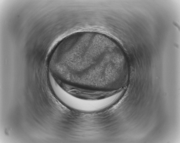 X0000098161506200805081052