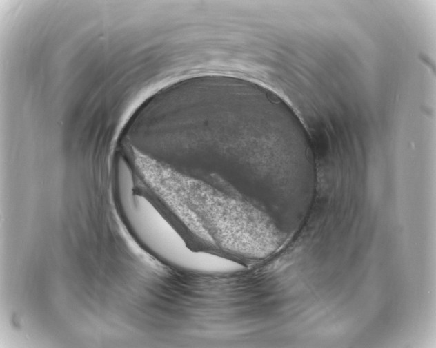 X0000098161515200805081052
