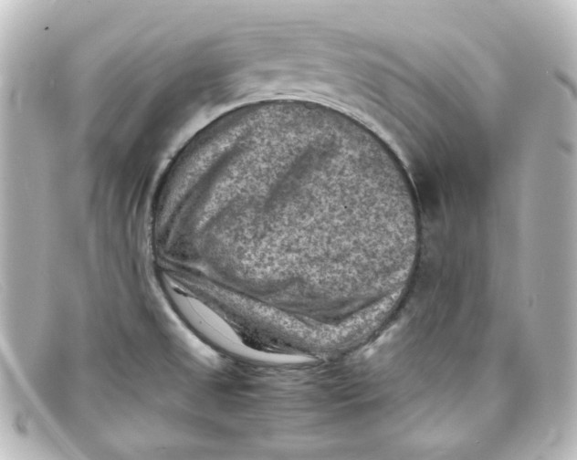 X0000098161525200805081052