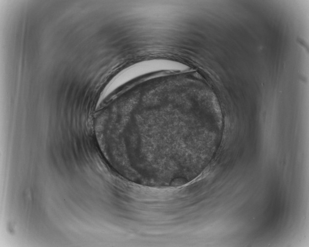 X0000098160048200805151239
