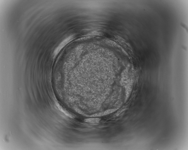 X0000098160051200805151238
