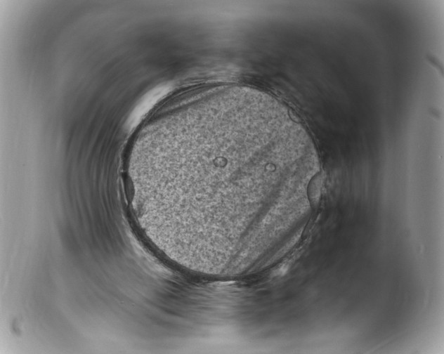 X0000098160054200805151238