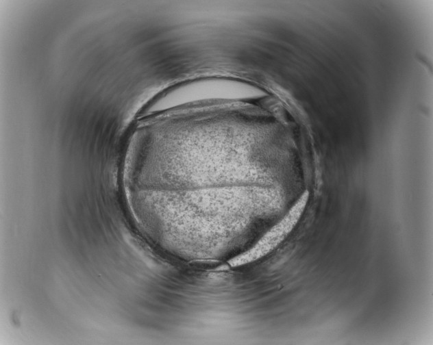 X0000098160060200805151239