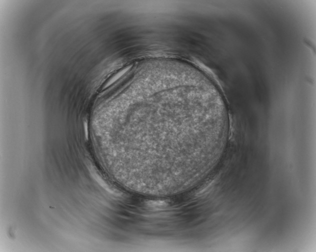 X0000098160061200805151239