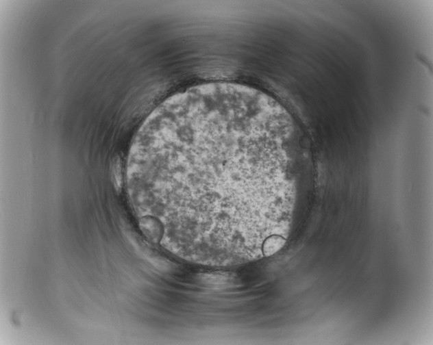 X0000098160069200805151239