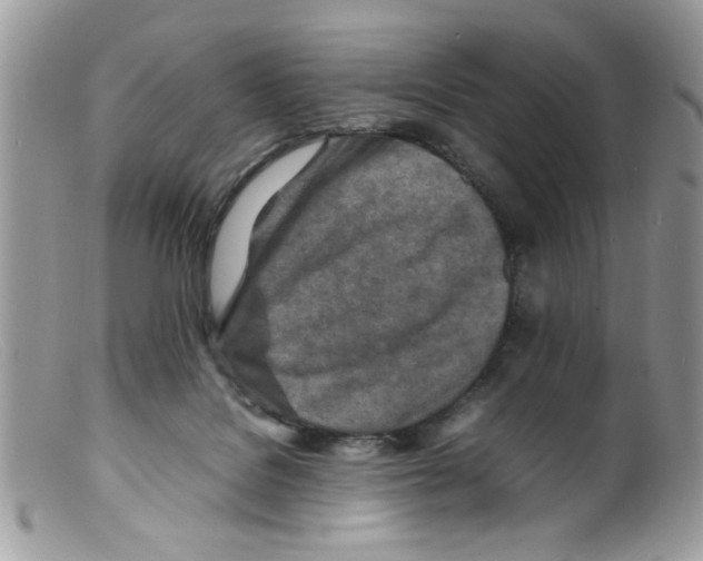 X0000098160076200805151239