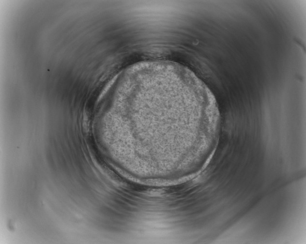 X0000098160086200805151239