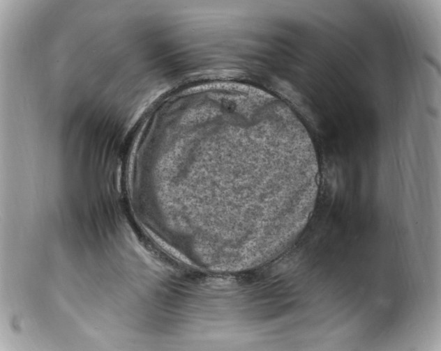 X0000098160110200805151238