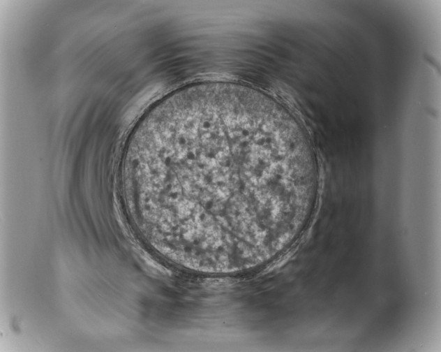 X0000098160145200805151237