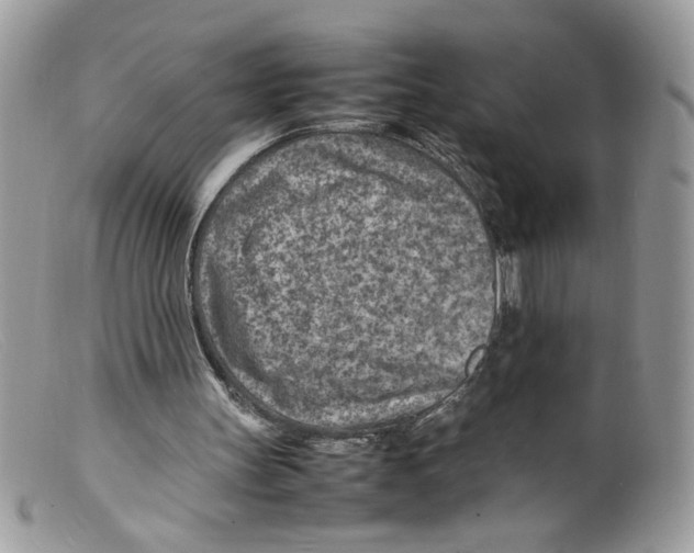 X0000098160147200805151237