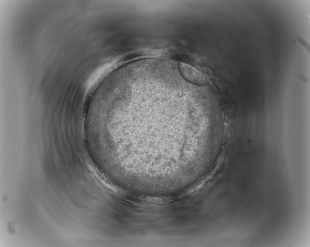 X0000098160149200805151237