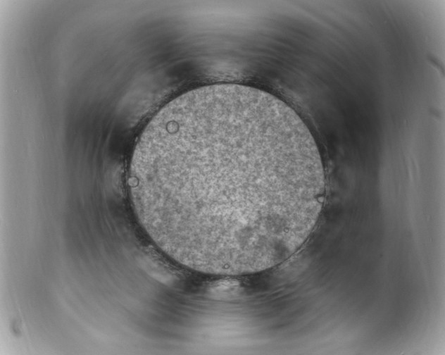 X0000098160162200805151237