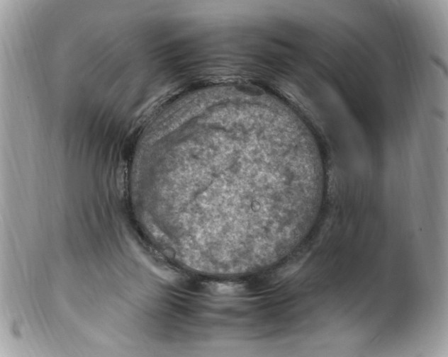 X0000098160165200805151237