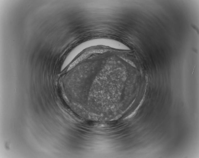 X0000098160174200805151237