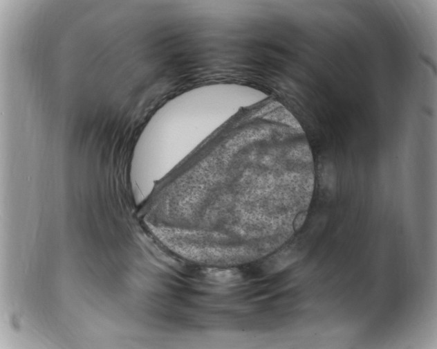 X0000098160185200805151238