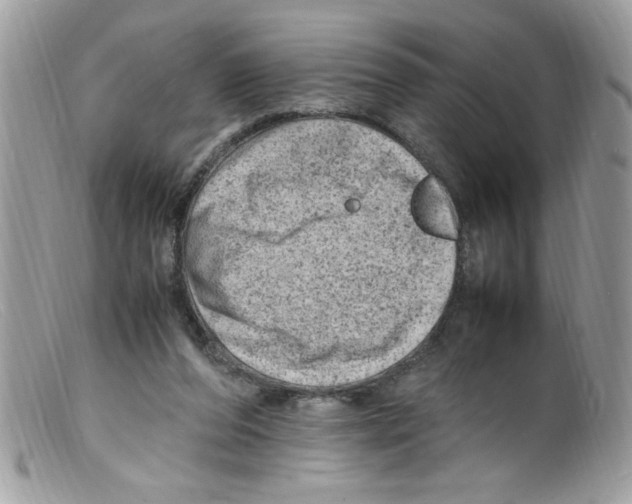 X0000098160208200805151237