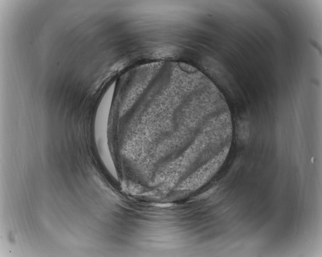 X0000098160260200805151236