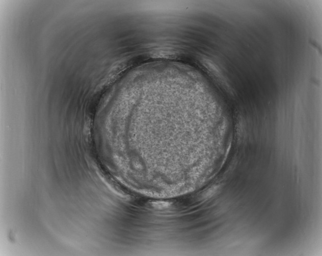 X0000098160265200805151236