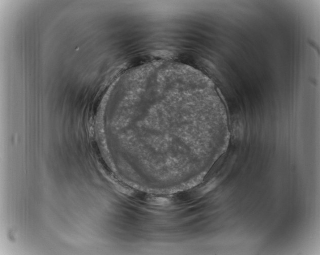 X0000098160285200805151236
