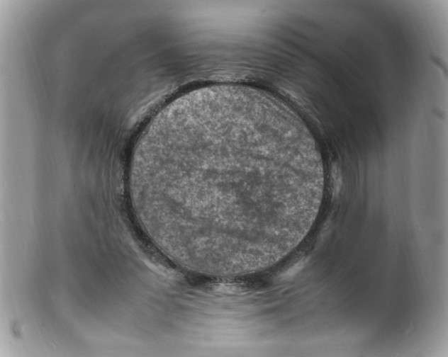 X0000098160303200805151235