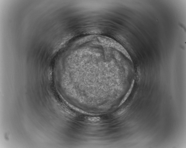 X0000098160355200805151234