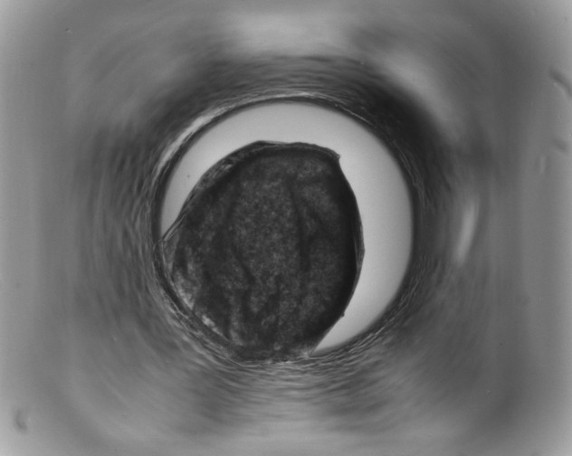 X0000098160387200805151234