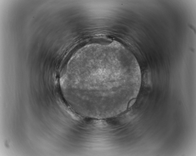 X0000098160424200805151233