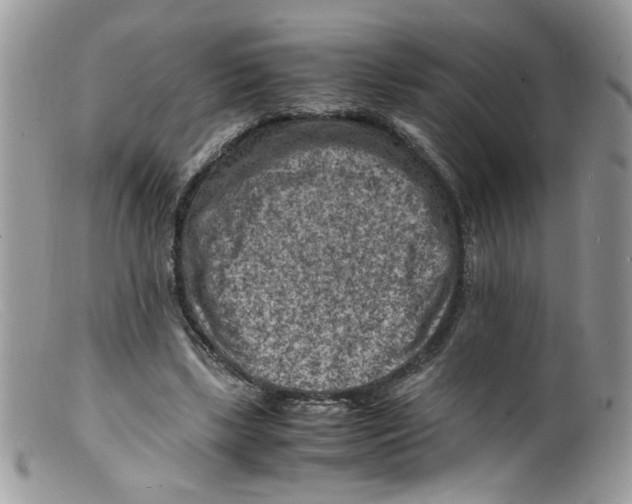 X0000098160443200805151233