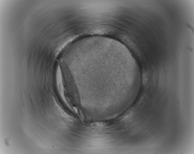 X0000098160444200805151233