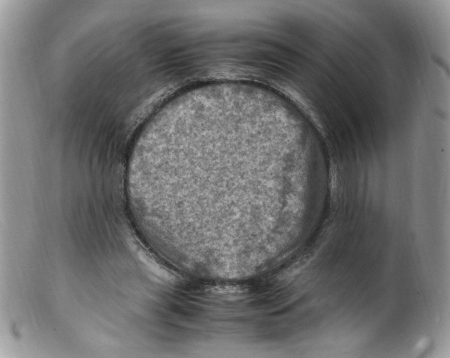 X0000098160445200805151233