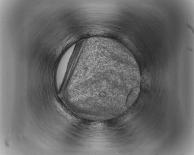 X0000098160454200805151233