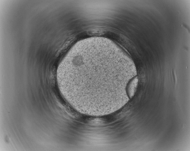 X0000098160460200805151233