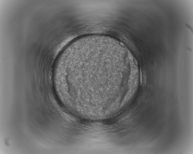 X0000098160483200805151233