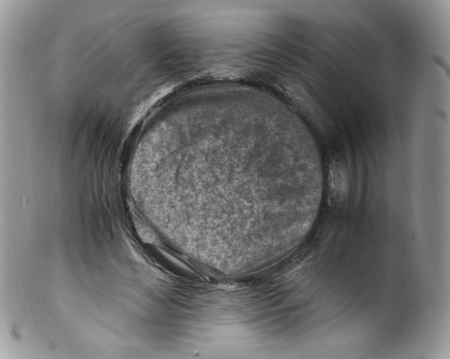 X0000098160492200805151232