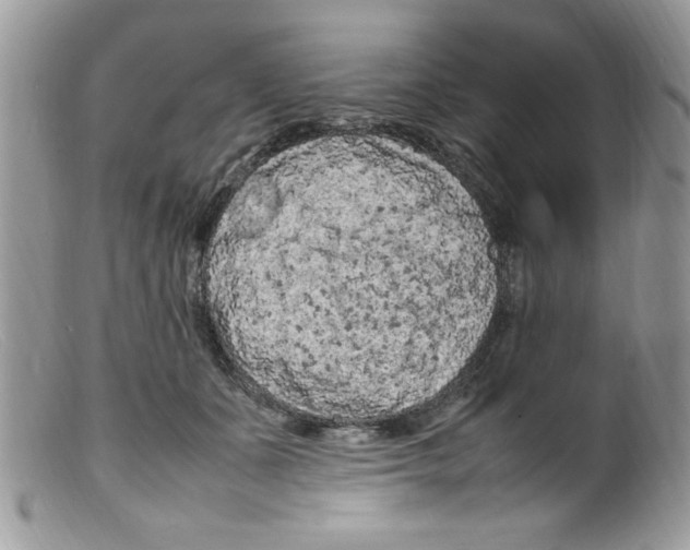 X0000098160511200805151232