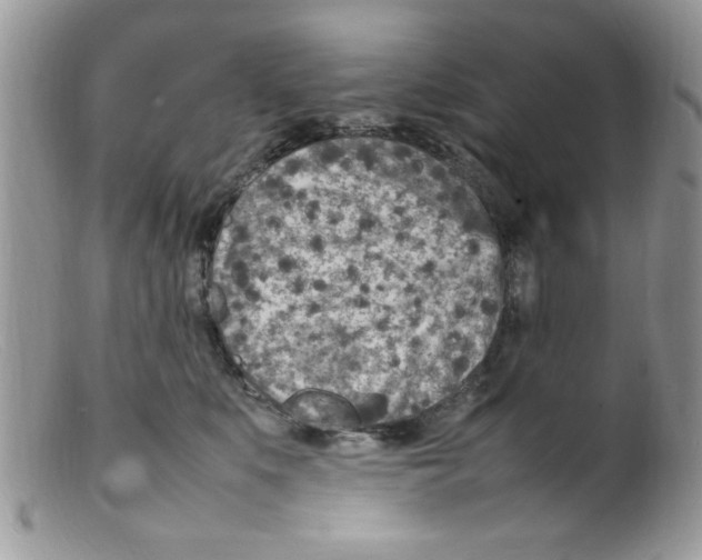 X0000098160519200805151232