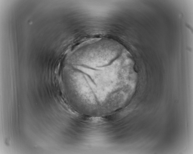 X0000098160528200805151232