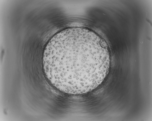 X0000098160529200805151231