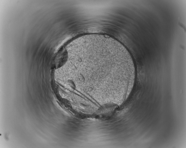 X0000098160530200805151231