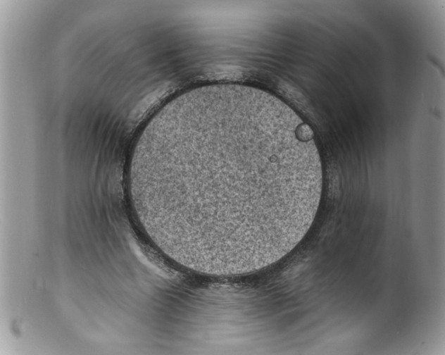 X0000098160538200805151231