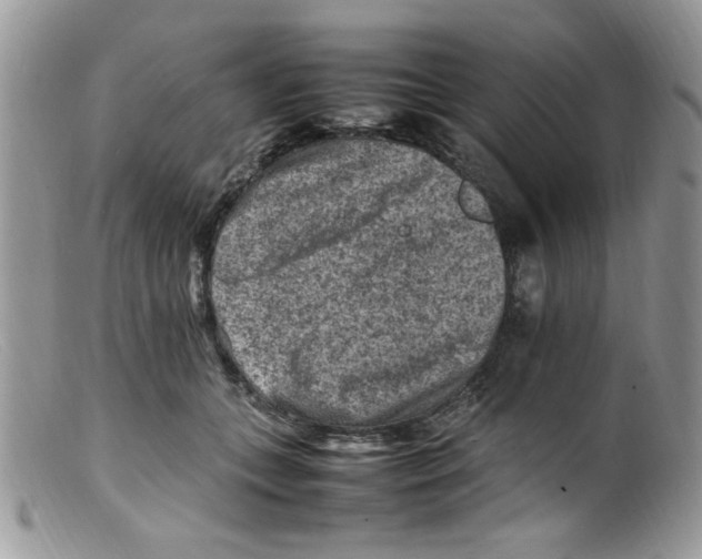 X0000098160559200805151232